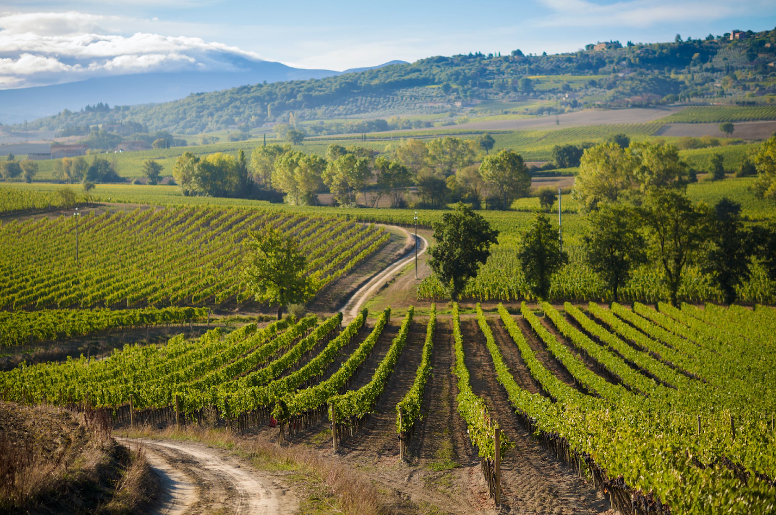 Vigneti di Sangiovese a Montalcino Valdorcia